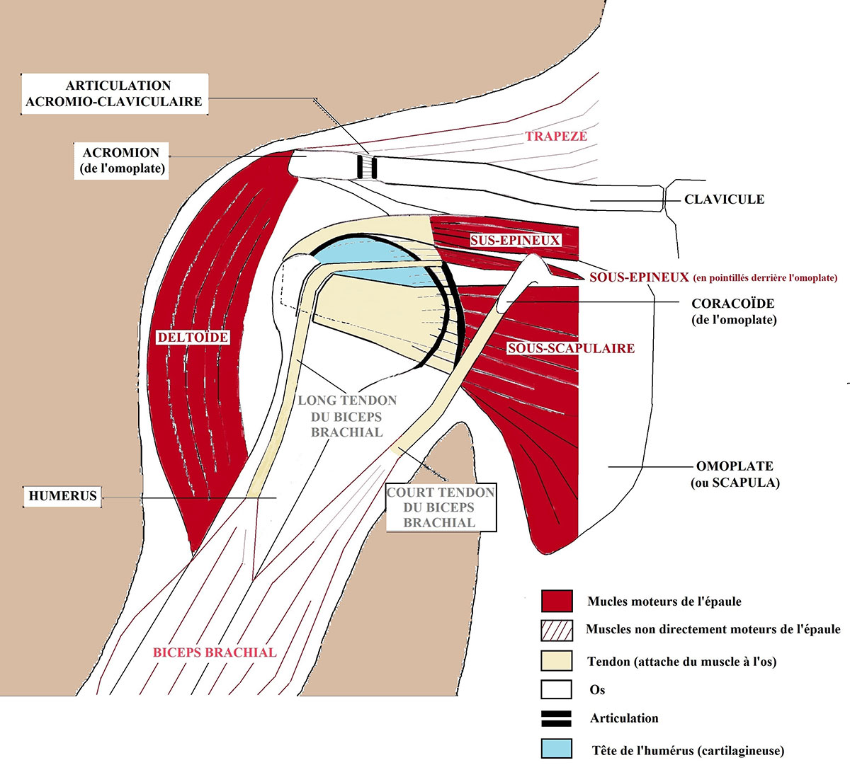 Sch ma De L paule Les Diff rentes Articulations De L paule JRYE