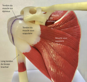 Fig. 12 Muscle sous scapulaire (vue antérieure)