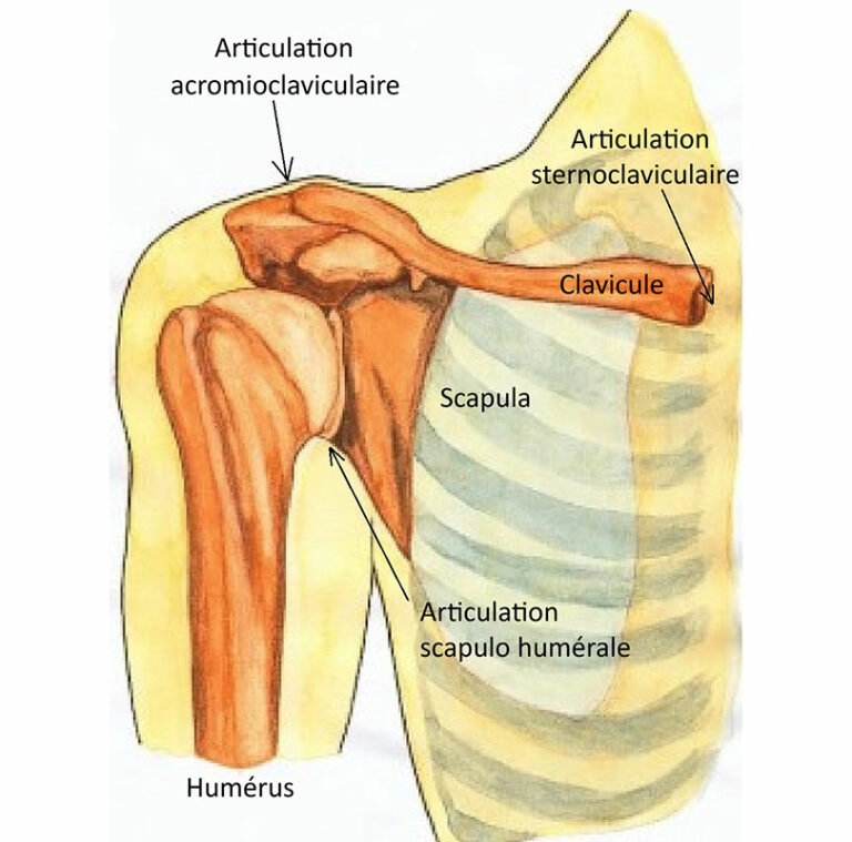 Fig. 1 Schéma des os et des articulations de l’épaule