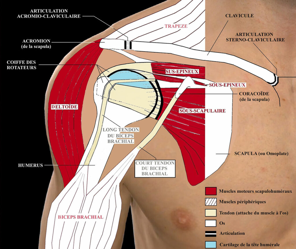 Anatomie schématique globale de l’épaule